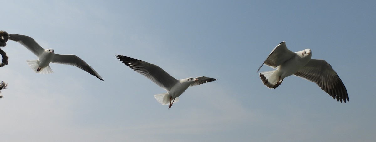 Brown-headed Gull - ML646541966
