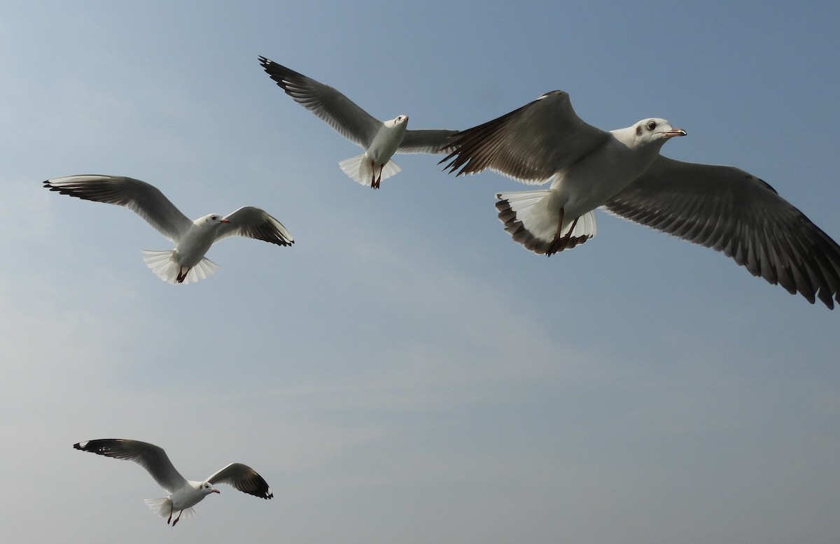 Brown-headed Gull - ML646541967