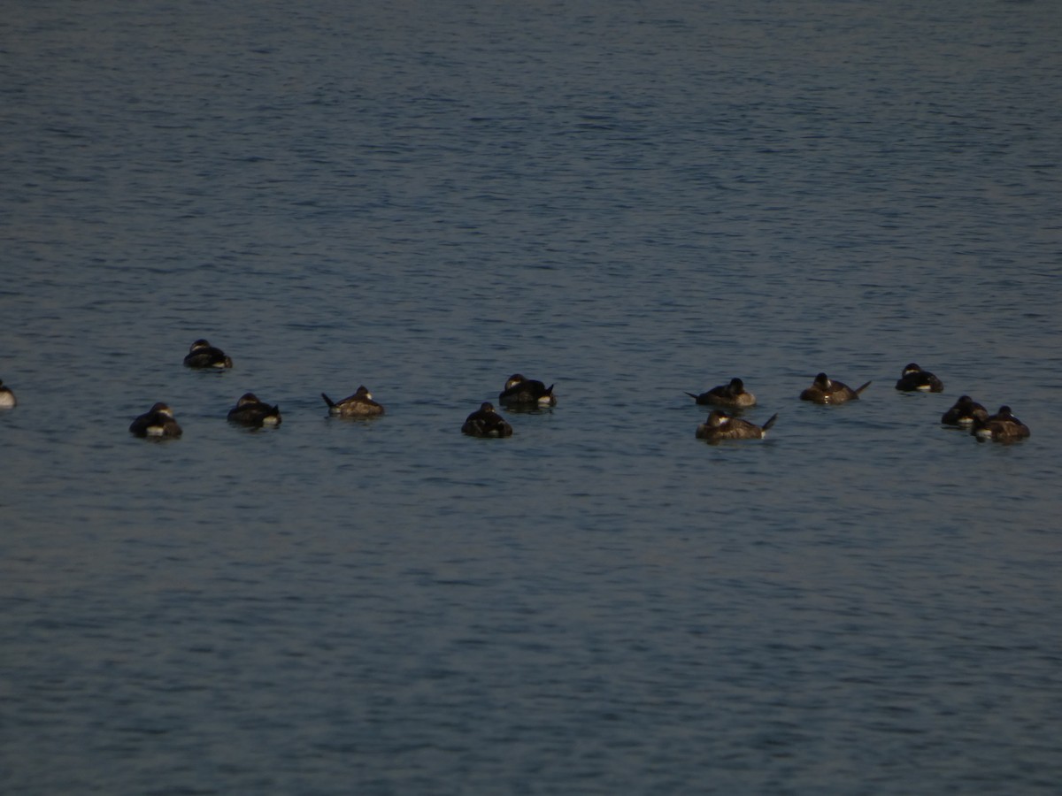 Malvasía Canela - ML646541969