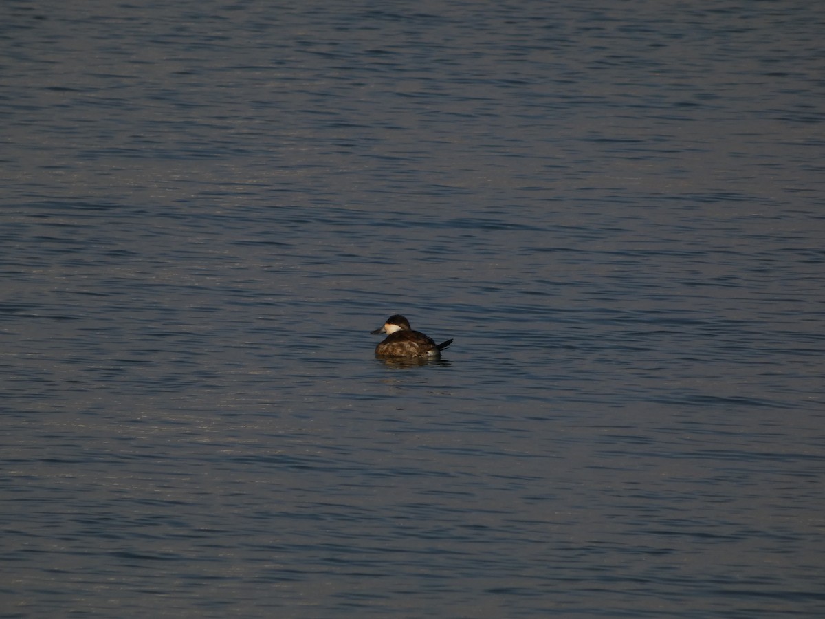 Ruddy Duck - ML646541970