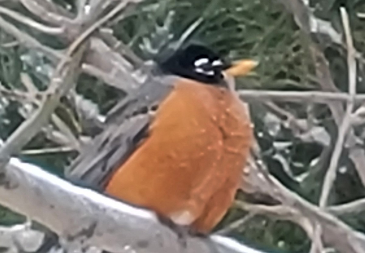 American Robin - ML646541971