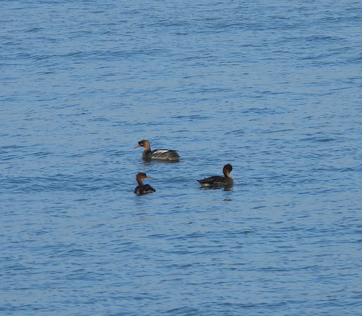 Serreta Mediana - ML646541973