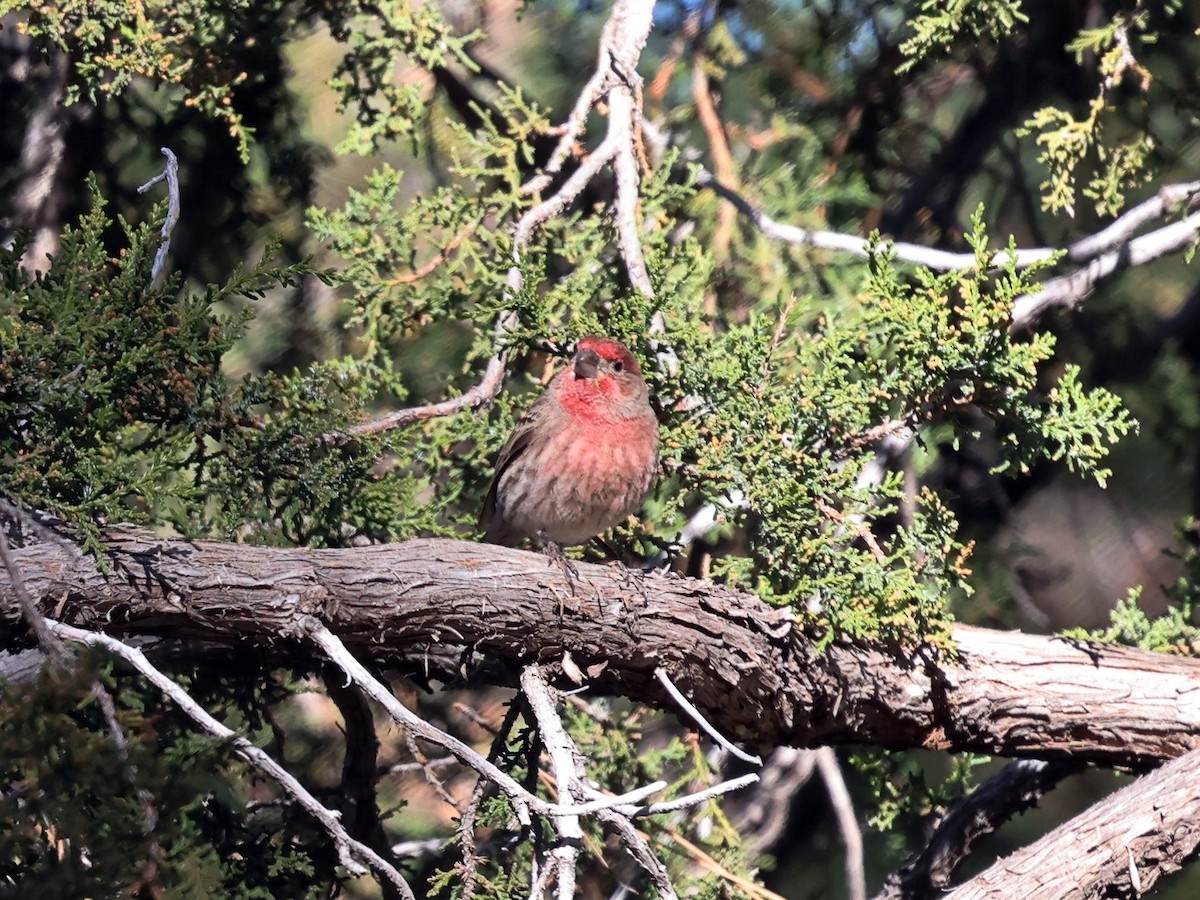 House Finch - ML646541975
