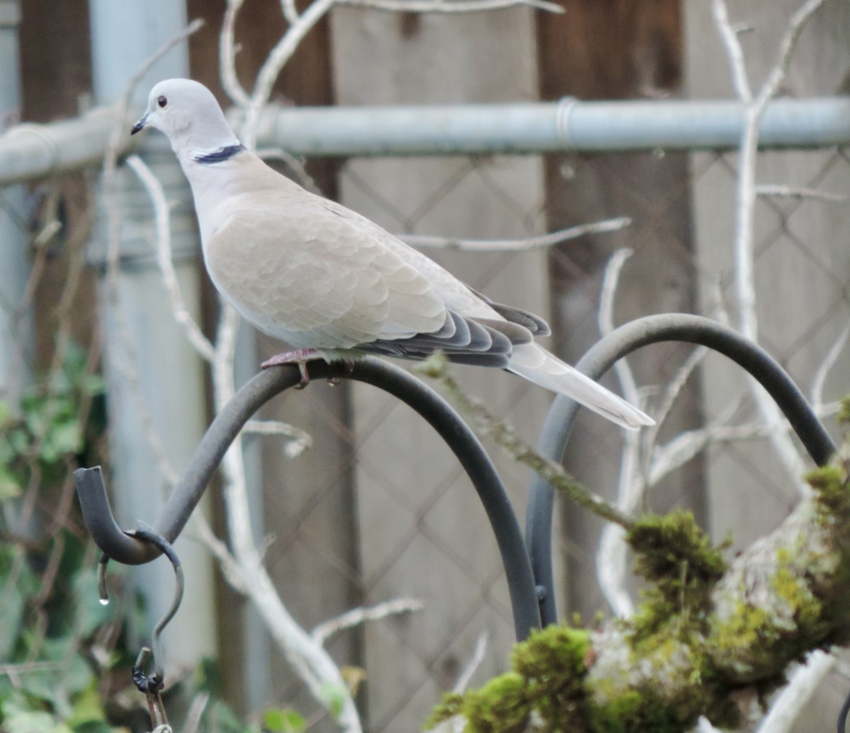 Tórtola Turca - ML646541977