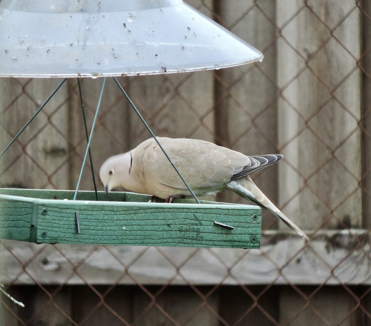 Tórtola Turca - ML646541978