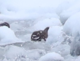 Chorlitejo Culirrojo - ML646541979