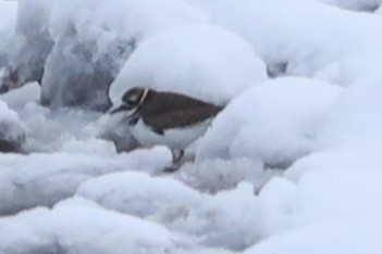 Chorlitejo Culirrojo - ML646541981