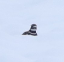 Chorlitejo Culirrojo - ML646541982