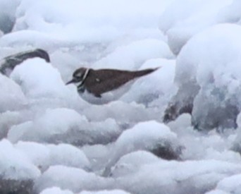 Chorlitejo Culirrojo - ML646541983