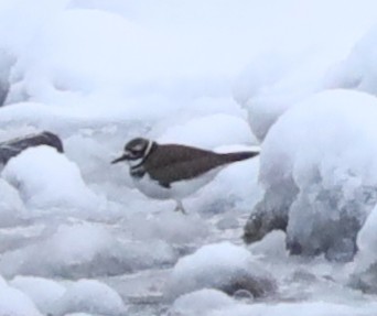 Chorlitejo Culirrojo - ML646541984