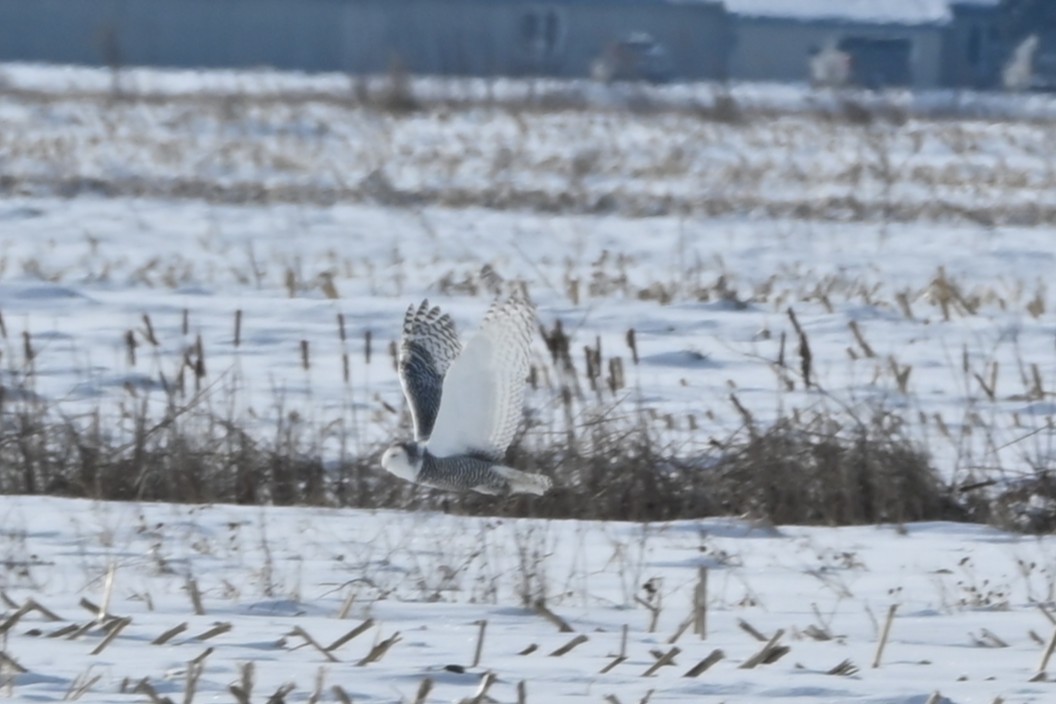 Búho Nival - ML646541985