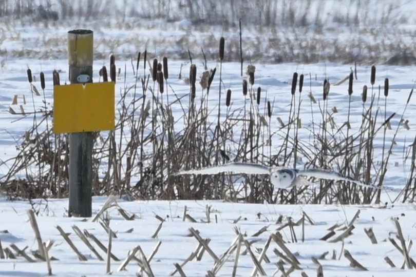Búho Nival - ML646541986