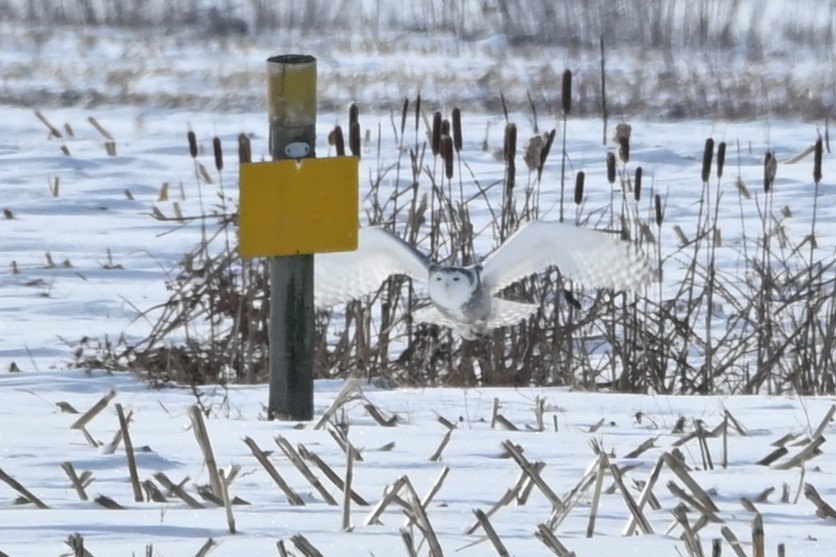 Búho Nival - ML646541987