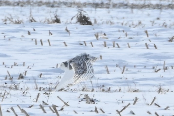 Búho Nival - ML646541988