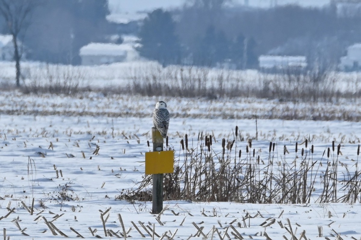 Búho Nival - ML646541989