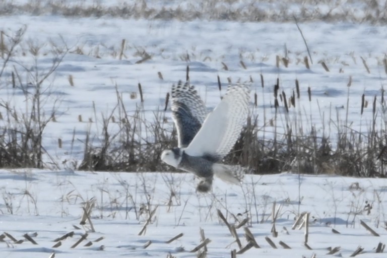 Búho Nival - ML646541990