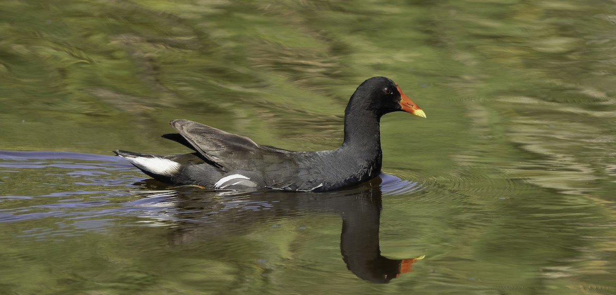 אגמית מצויצת - ML646541992