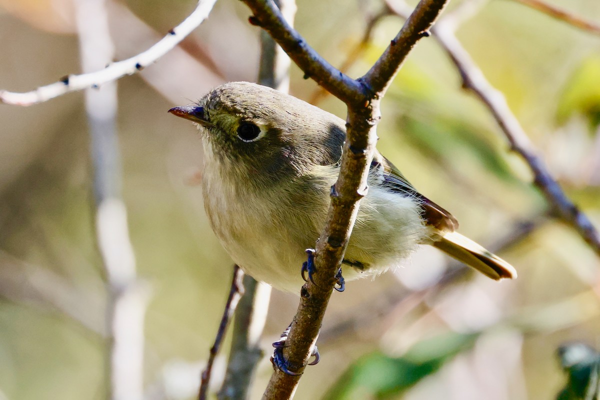 Vireo de Hutton - ML646541993