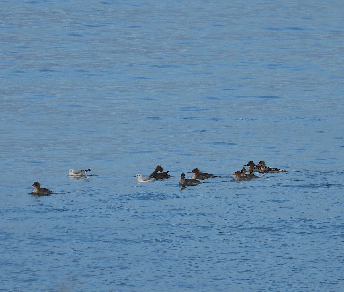 Serreta Mediana - ML646541994