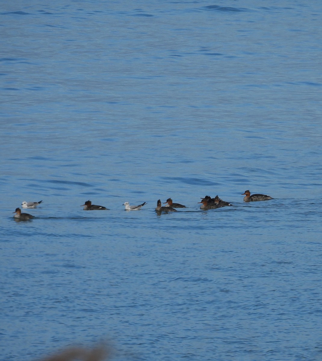 Serreta Mediana - ML646541995