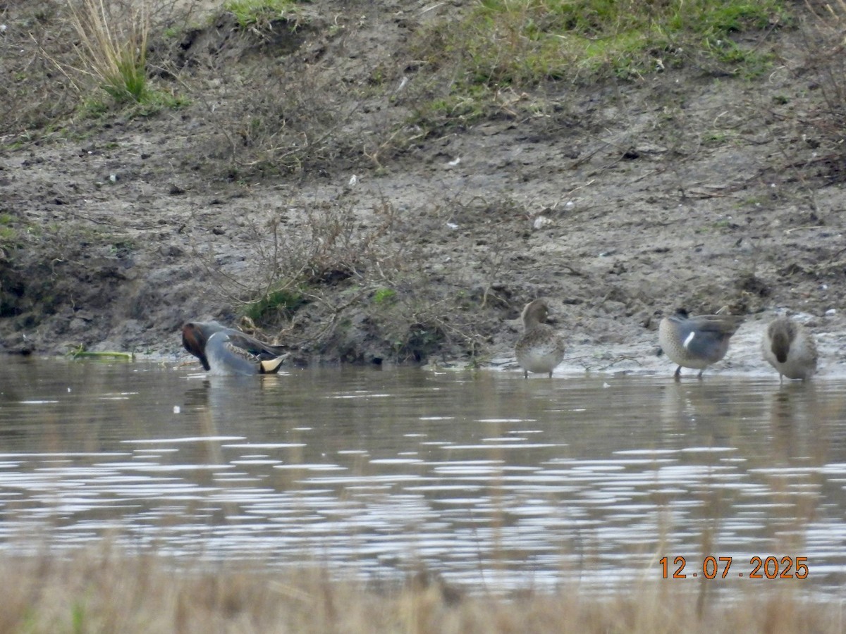 Cerceta Común - ML646541998