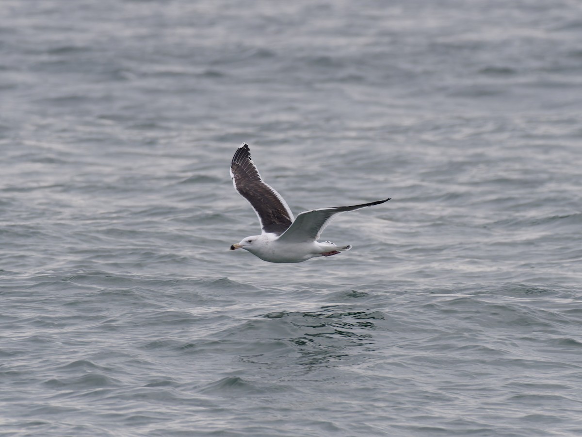 Gavión Atlántico - ML646542000