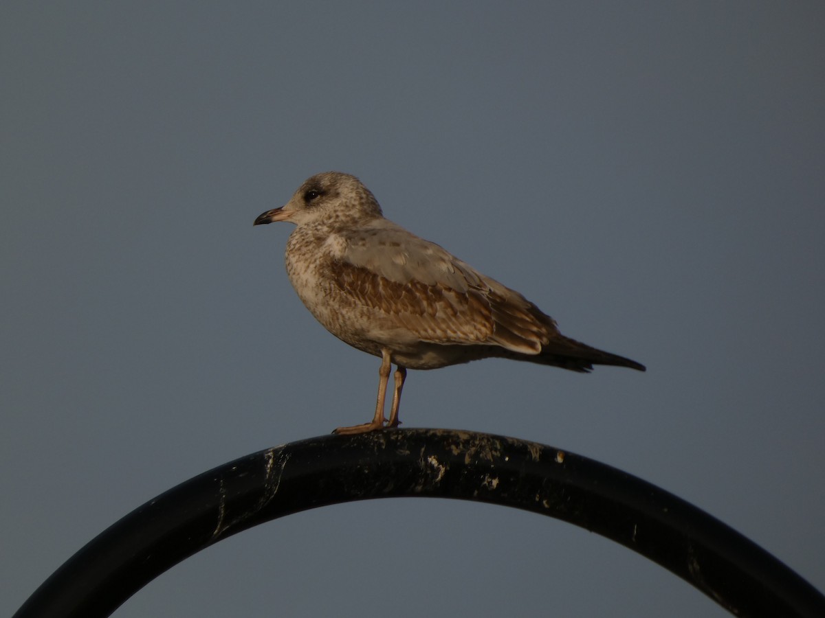 Gaviota de Delaware - ML646542002