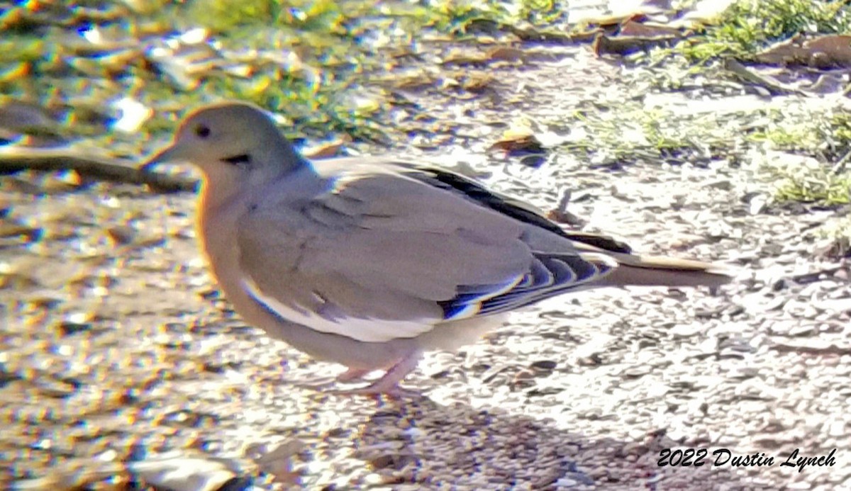 White-winged Dove - ML646542003
