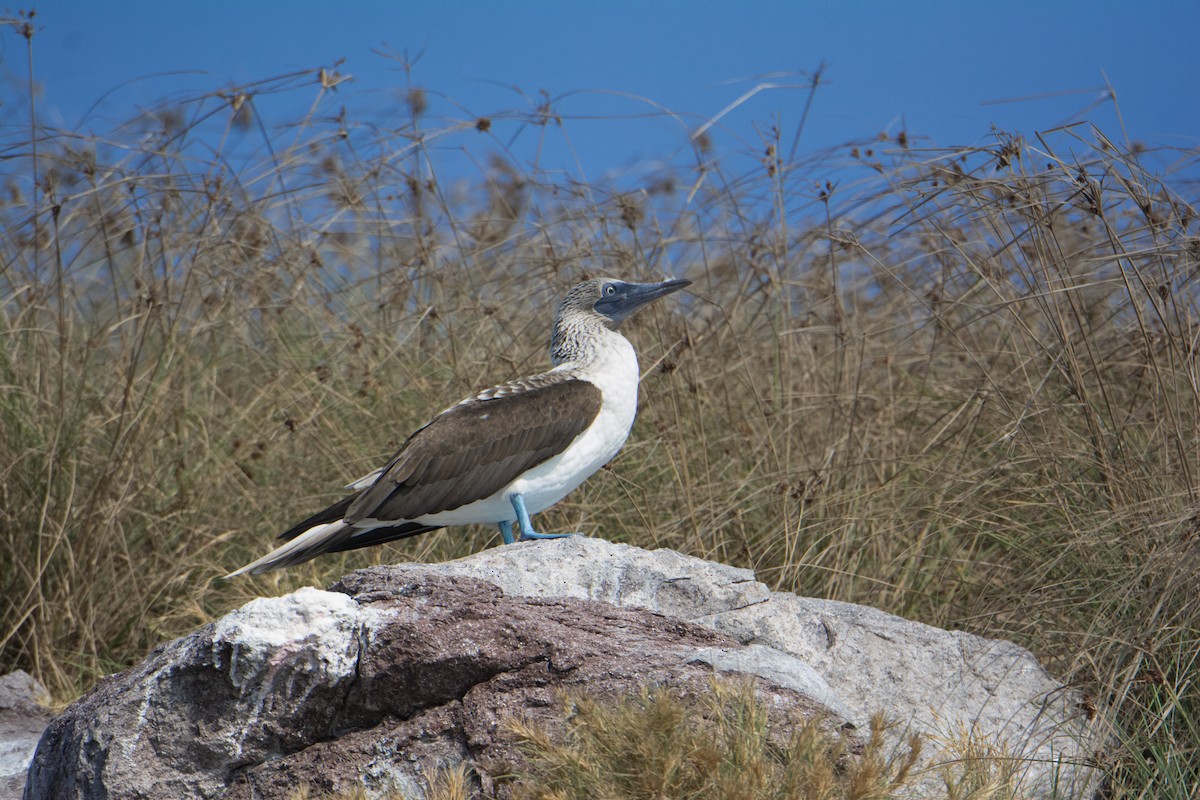 Piquero Camanay - ML646542005