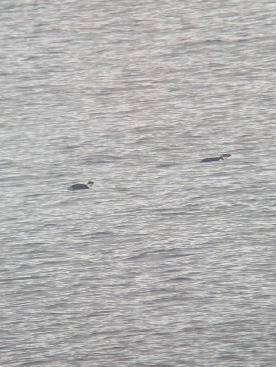 Pottorro arrunta - ML646542006