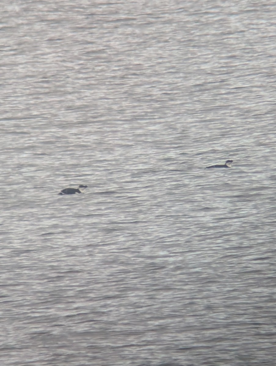 Pottorro arrunta - ML646542007