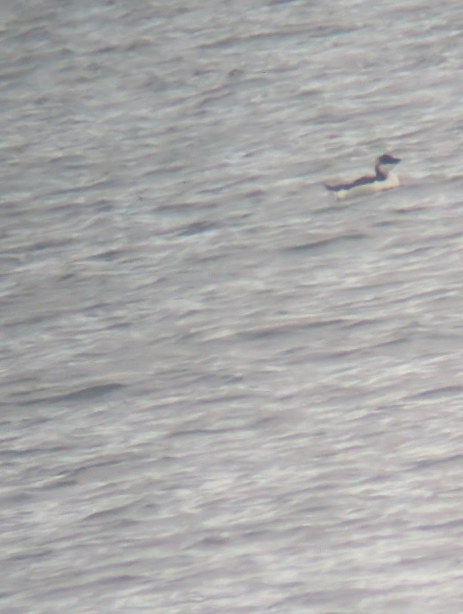 Pottorro arrunta - ML646542008