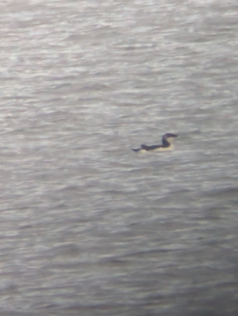 Pottorro arrunta - ML646542009