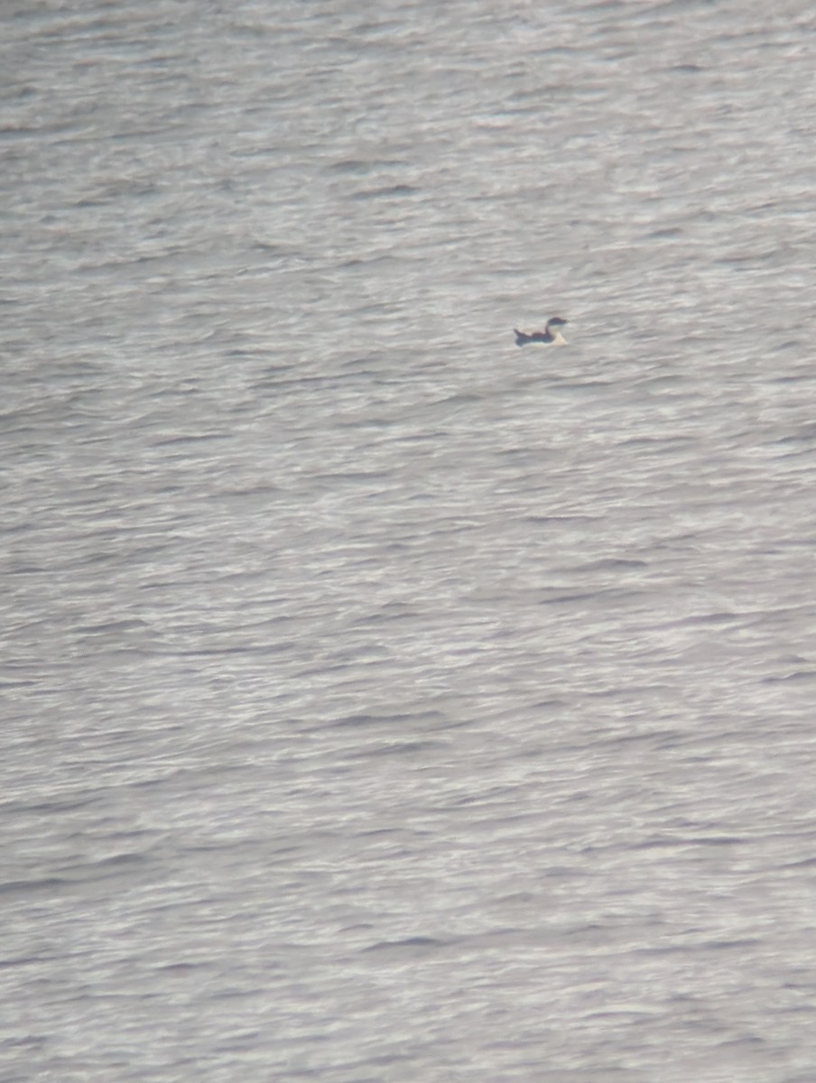 Pottorro arrunta - ML646542010