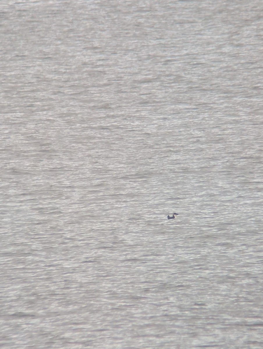 Pottorro arrunta - ML646542011