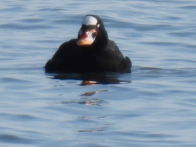 Negrón Careto - ML646542013