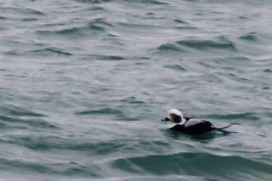 Pato Havelda - ML646542014