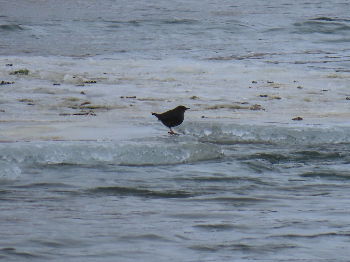 American Dipper - ML646542016