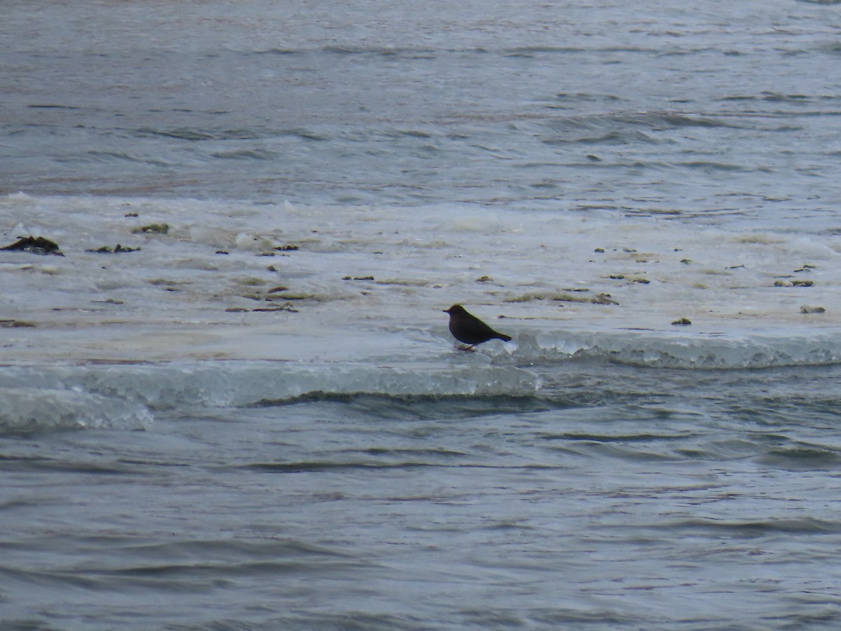 American Dipper - ML646542017