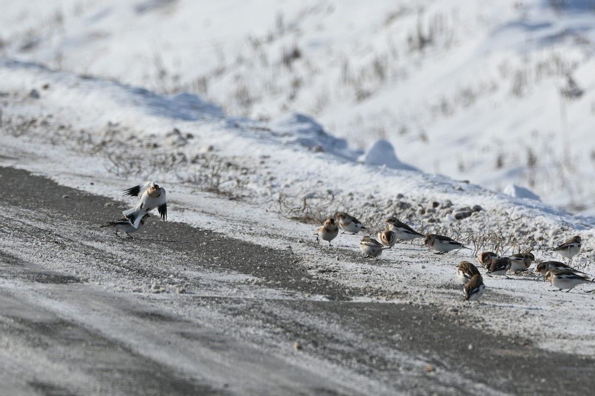 Snow Bunting - ML646542018