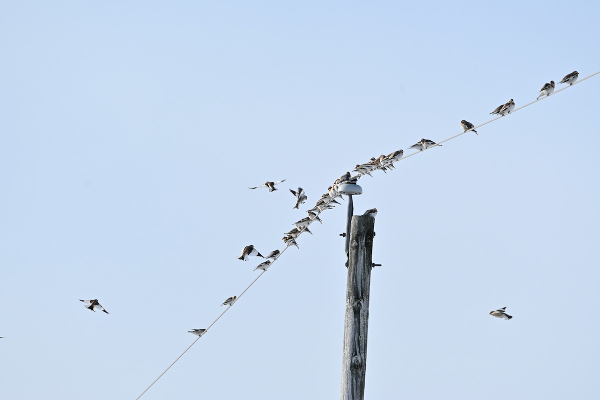 Snow Bunting - ML646542020