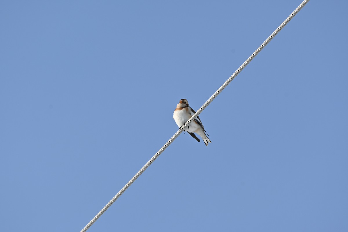 Snow Bunting - ML646542022