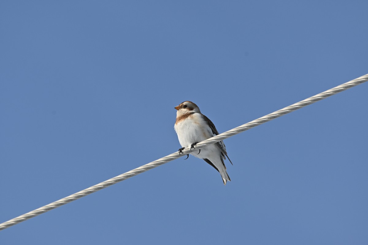 Snow Bunting - ML646542024