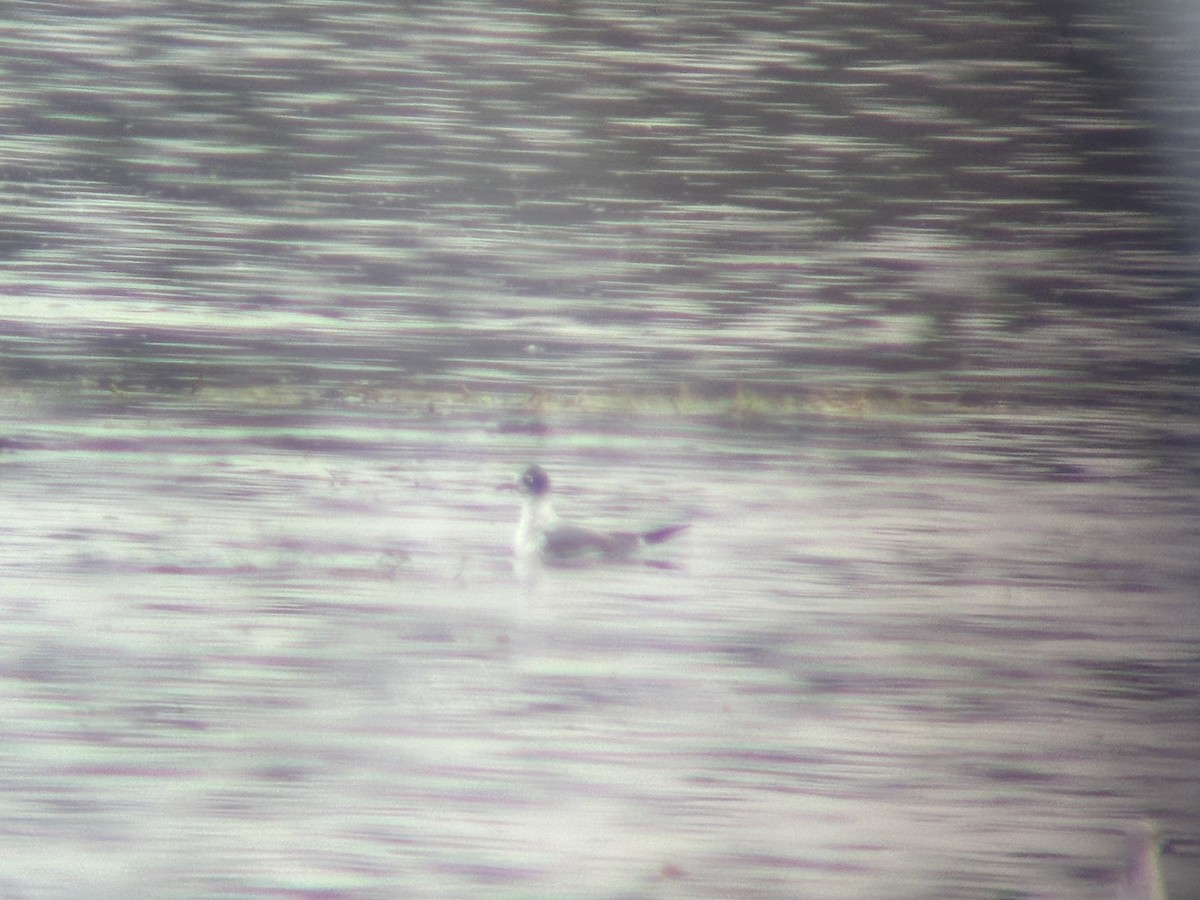 Franklin's Gull - ML646542025