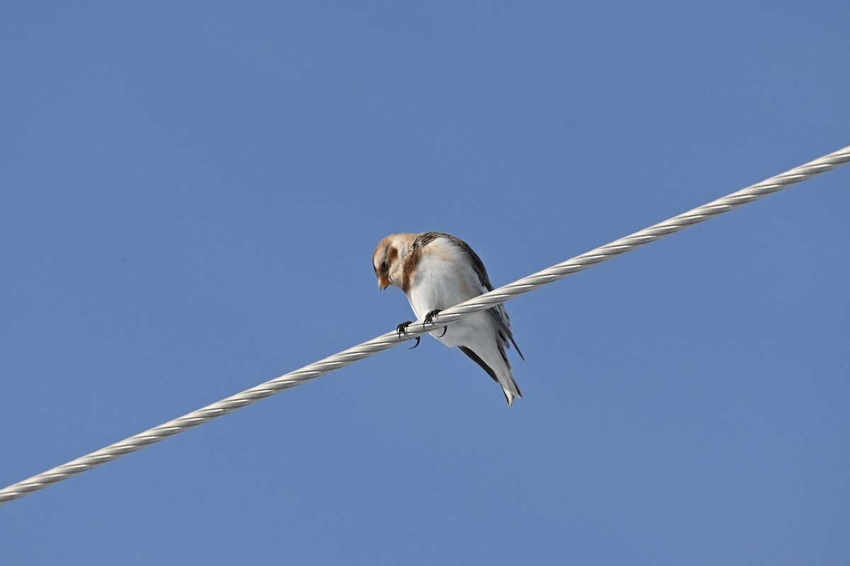 Snow Bunting - ML646542026