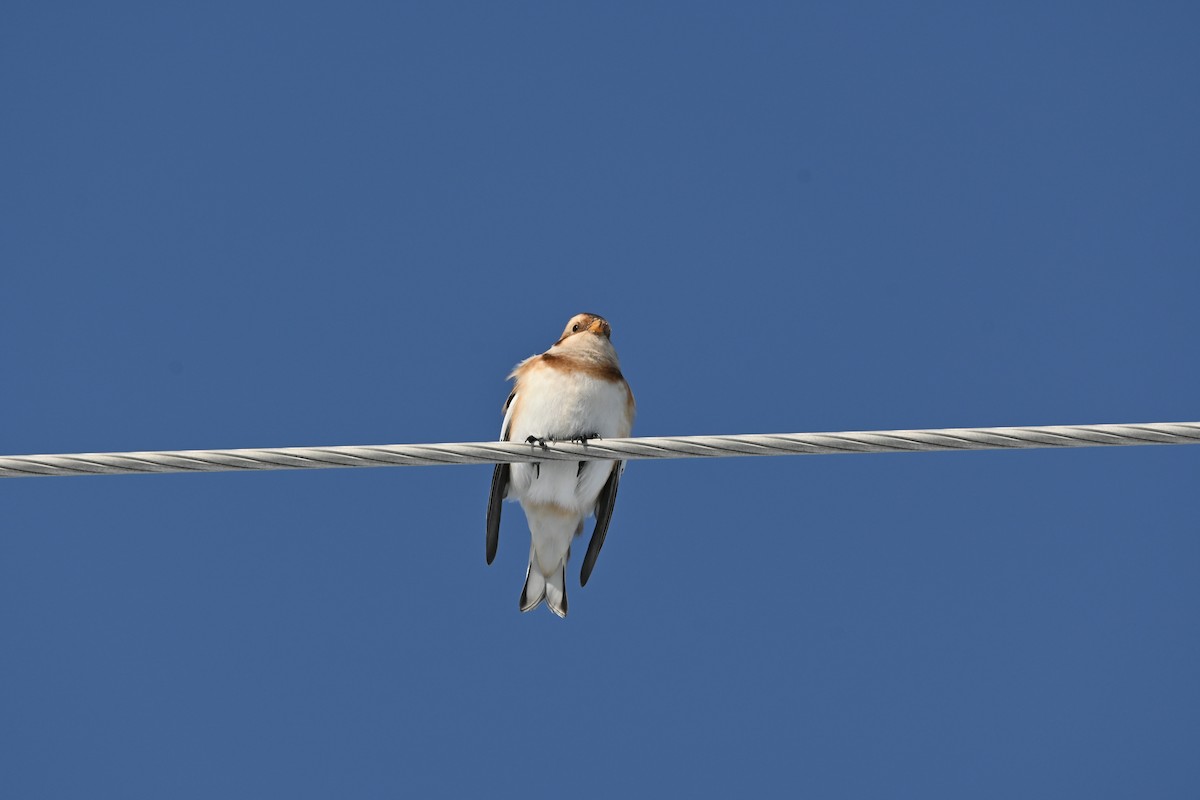 Snow Bunting - ML646542027