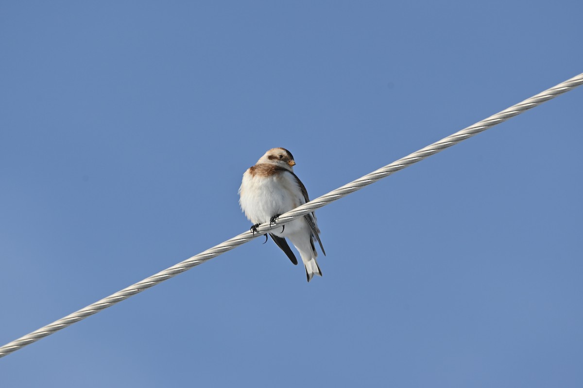 Snow Bunting - ML646542029