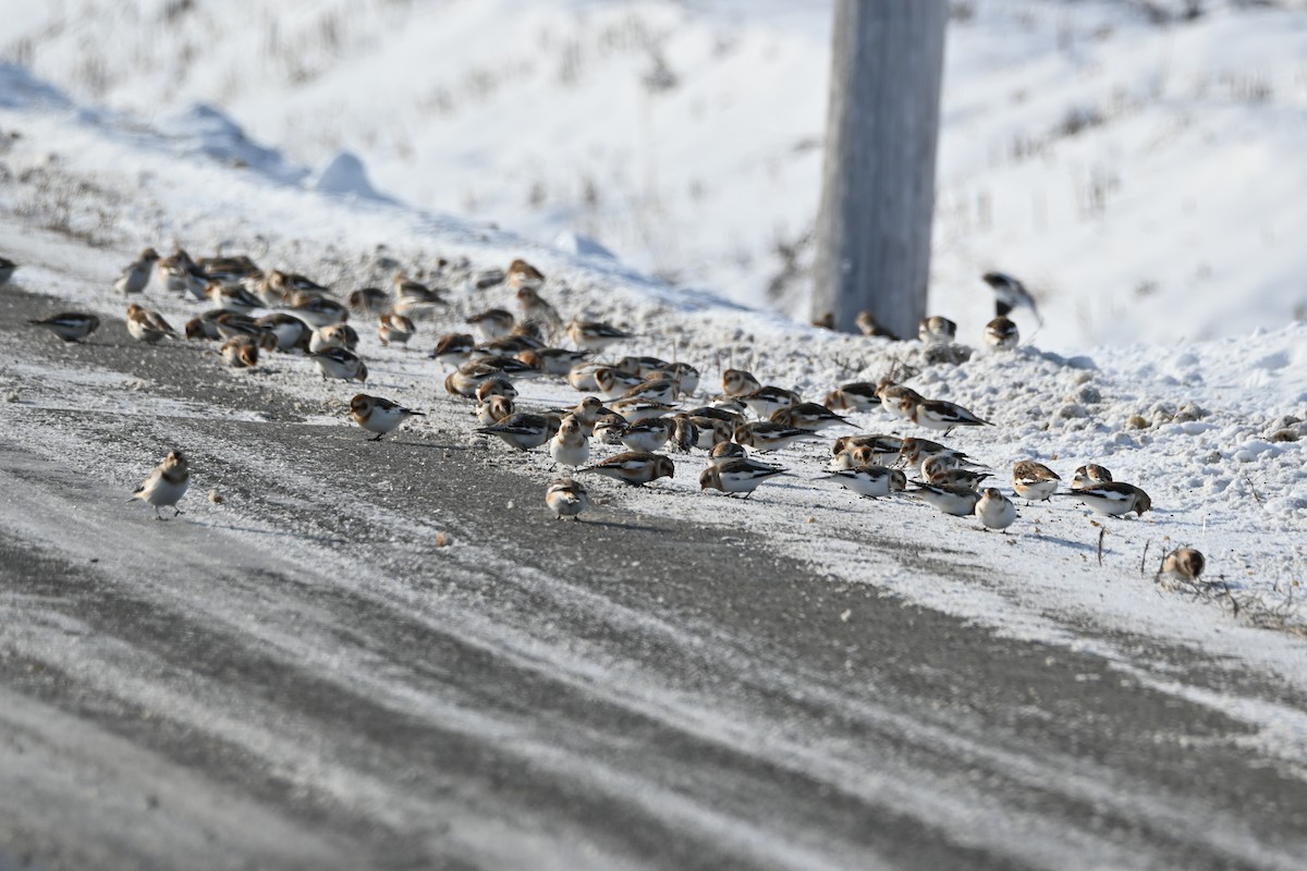 Snow Bunting - ML646542031
