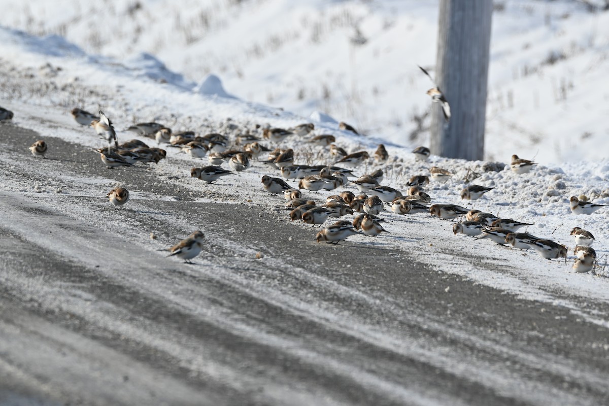 Snow Bunting - ML646542032