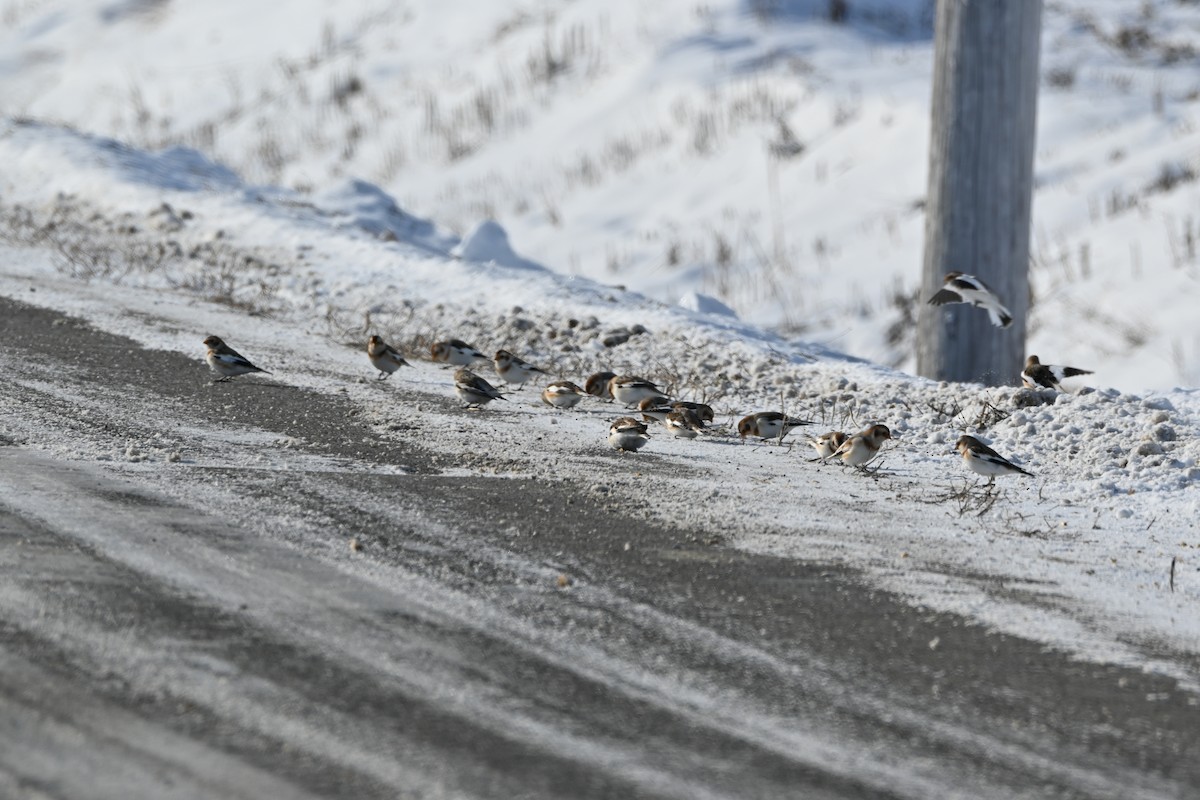 Snow Bunting - ML646542033